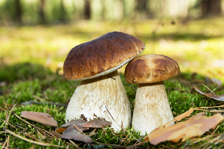 Cep mushroom . Two Mushrooms in the moss in the forest.の写真素材