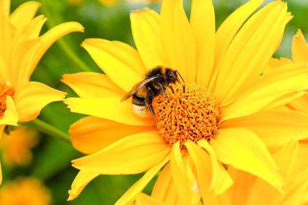 Bumblebee collects nectar on a yellow flower in the garden. Bumblebee closeup.
