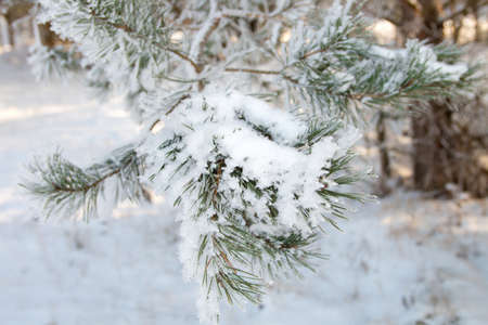 Branch of pine with hoar-frost, in the sun on a frosty morningの写真素材