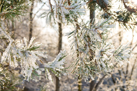 Branch of pine with hoar-frost, in the sun on a frosty morning