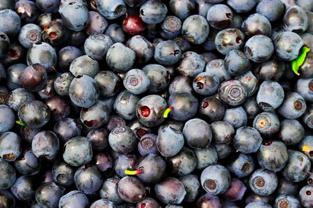 Berry  blueberries background. Lots of fresh I collected in the woods.の写真素材