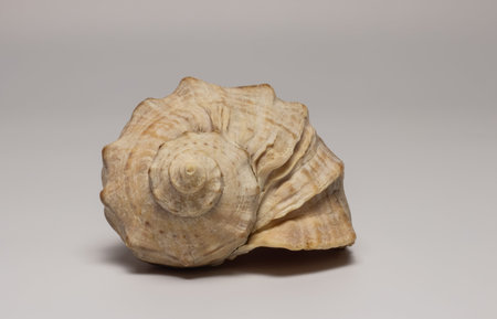 sea ??shell on gray background