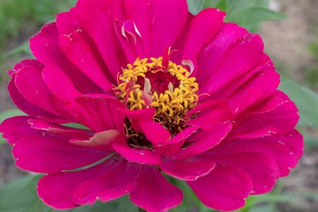 beautiful flowerの写真素材