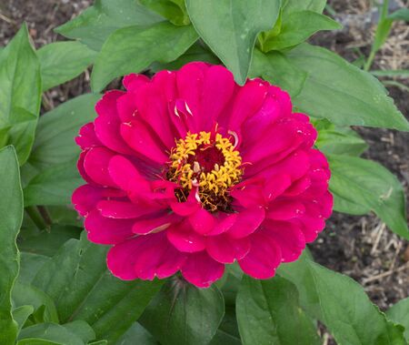 beautiful flowerの写真素材