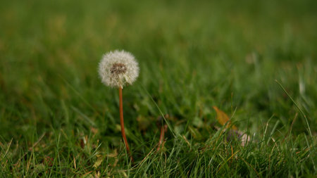 Dandelion in the field