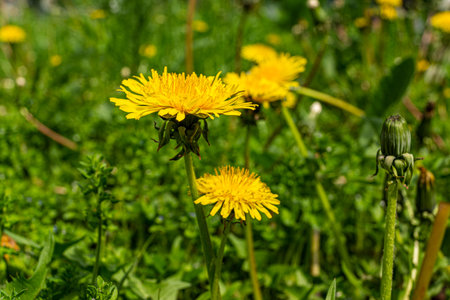 Ukraine, Dandelion, Uncultivated, Lawn, Flower