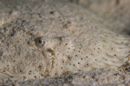 camouflaged in the sand flounder