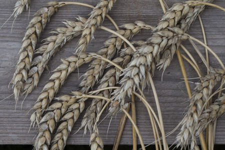 Spikelets of wheatの写真素材
