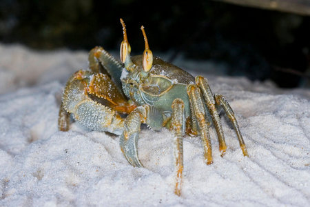 Marine crab on a white sand beach