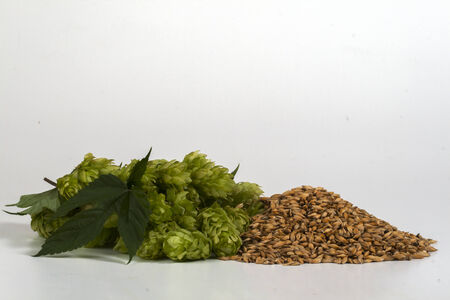 Malt and hopsの写真素材