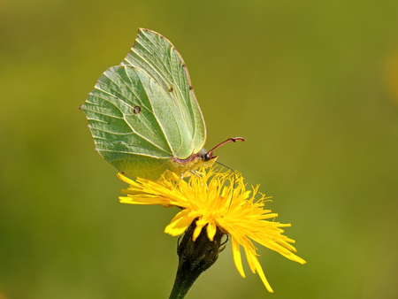 Butterfly (Gonepteryx rhamni) sitting on the flower of the summer field.の写真素材