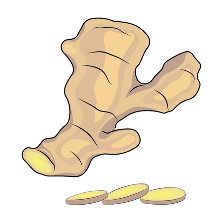 Fresh ginger root and sliced ginger on white background. Vector illustration.のイラスト素材