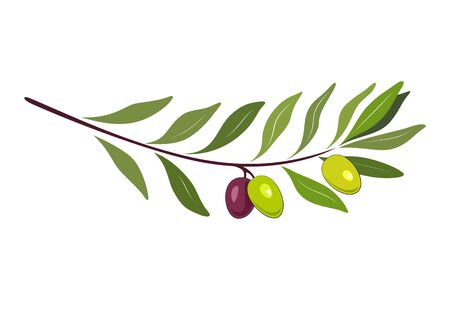 Olive branch with green olives and leaves. Retro emblem organic olive oil vector illustration isolated on white background.のイラスト素材