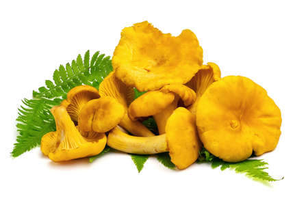 Fresh chanterelle mushrooms isolated on white background. Full depth of field with clipping path.の写真素材