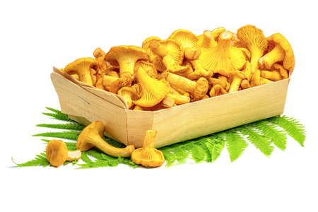 Fresh raw chanterelle mushrooms in wooden box isolated on white background.の写真素材