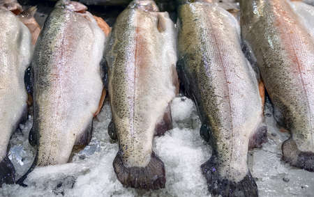 Raw salmon, red trout fish on ice in seafood shop display. Salmon trout red fish on ice in supermarket.の写真素材