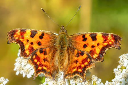 Butterfly (Polygonia c-album) opened its wings close-up. Butterfly sits on white flowers.の写真素材