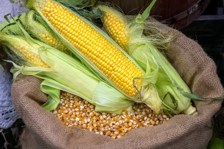 Fresh corn on the cob lies on bag of ripe corn kernels. Harvesting corn.の写真素材
