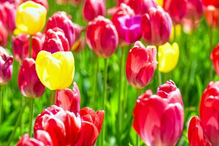 Multicolored blooming tulips in spring sunny day. Flowers background. Selective focus.の写真素材