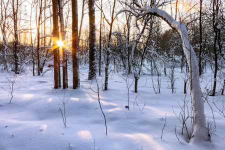 Sunset in winter snowy forest between the trees.の写真素材
