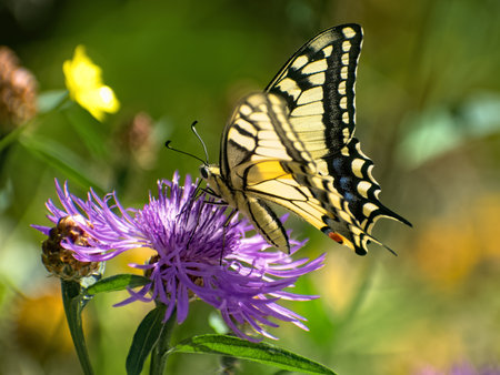 On sunny summer day beautiful yellow butterfly sits on bright pink flower side view on blurred background of natureの写真素材