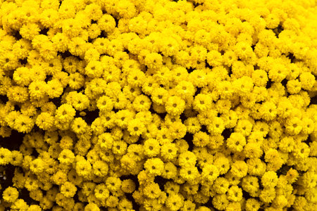 Bouquet of fresh yellow chrysanthemum. Colorful floral background.の写真素材