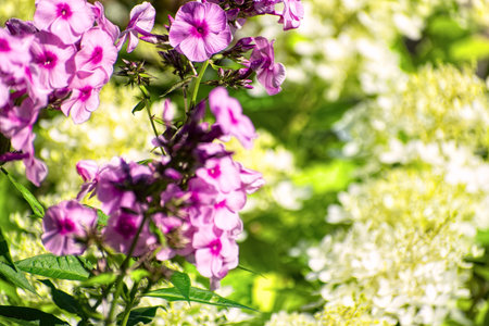 A close-up of the bright pink flowers of garden phlox (Phlox paniculata) in full bloom against a background of slightly washed-out creamy white or pale yellow hydrangea (Hydrangea paniculata) flowers.の写真素材