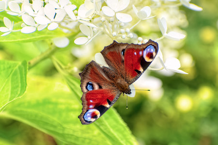 Peacock butterfly (Aglais io) sits on blooming hydrangea flower (Hydrangea paniculata).の写真素材