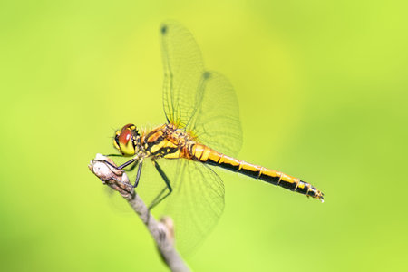 Side view of female Black Darter dragonfly (Sympetrum danae) perched on dry twig against blurred...
