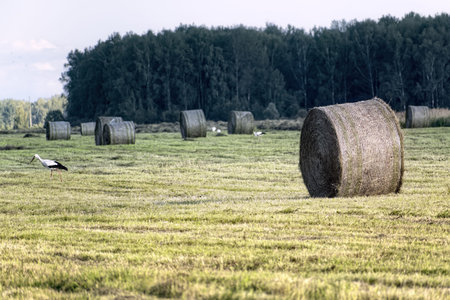 Storks walking in harvested field with round hay bales against forest background. Rural agricultural...