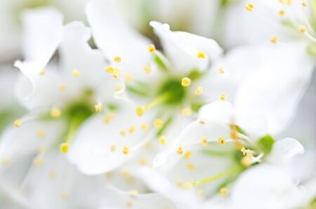 Blurry white flowers for nature background with bokeh. The first spring flowers, defocused photo, abstract floral background, soft focus, blooming trees, shallow depth of field.の写真素材
