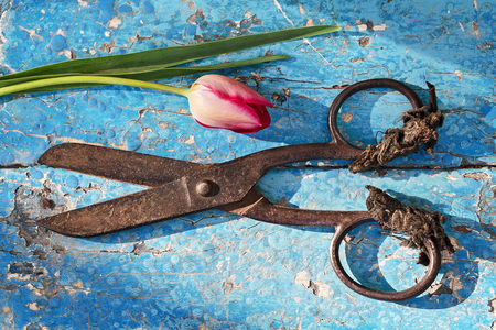 Red tulips and vintage metal scissors on the background blue wooden table, natural light, top viewの写真素材