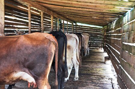 Cows in the stalls at the dairy farm in the Carpathian mountains. Authentic mountain barn cowshed with milking cows used by shepherds during the summer season for grazing cows. Row of cows of ready to milking cows in farm.の写真素材