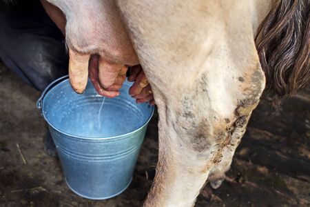 Milking of a cow by hand close-up. Cow standing in the corral.の写真素材