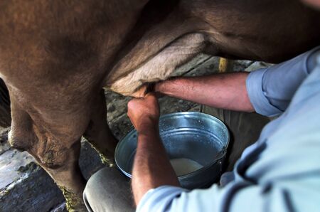 Milking of a cow by hand. Authentic mountain barn cowshed with milking cows used by shepherds during the summer season for grazing cows.の写真素材
