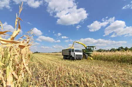 Mikhailovka, Ukraine - August 25: Self-Propelled Forage Harvester John Deere 8300 and truck. Harvesting maize and processing in forage in the field near the village Mikhailovka, Central Ukraine August 25, 2017のeditorial素材