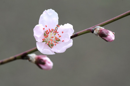 A branch of apricots, peach, plum or cherry, young pink buds on a branch. Blossoming buds in early spring. The first leaves on fruit trees. Peach tree flowers, natural background, spring, nature.の写真素材