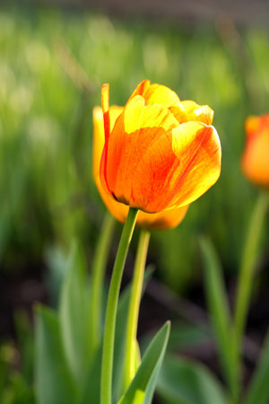 Bicolor tulip flower brightly lit by sunlight in the garden, close up. Tulip spring-blooming with...