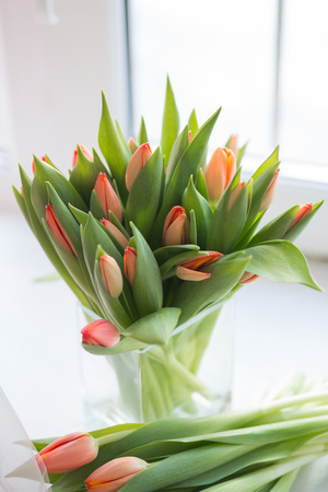 beautiful coral tulip flowers bouquet in vaseの写真素材