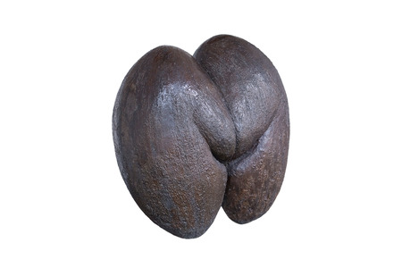 Seychelles sea's coconuts, coco de mer, on isolated backgroundの写真素材