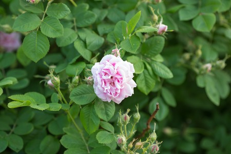 Garden pink Rose. flowering shrub green backgroundの写真素材