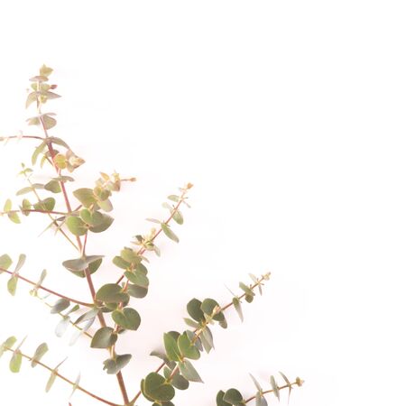 Top view of eucalyptus gunnii green leaves frame isolated on white background, flat lay, overhead view.の写真素材