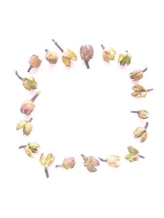 Top view of frame with green dried leaves, branches, inflorescence. Floral pattern isolated on white background, flat lay. Flowers frame wreath, view from aboveの写真素材