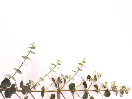 Top view of eucalyptus gunnii green leaves frame isolated on white background, flat lay, overhead view.の写真素材