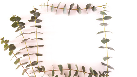 Top view of eucalyptus gunnii green leaves frame isolated on white background, flat lay, overhead view.の写真素材