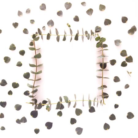 Top view of eucalyptus gunnii green leaves frame isolated on white background, flat lay, overhead view.の写真素材