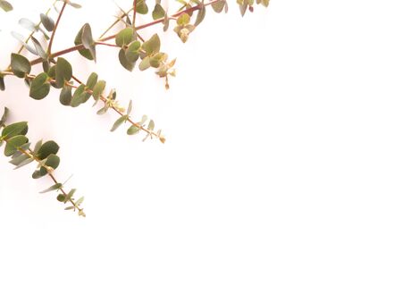 Top view of eucalyptus gunnii green leaves frame isolated on white background, flat lay, overhead view.の写真素材