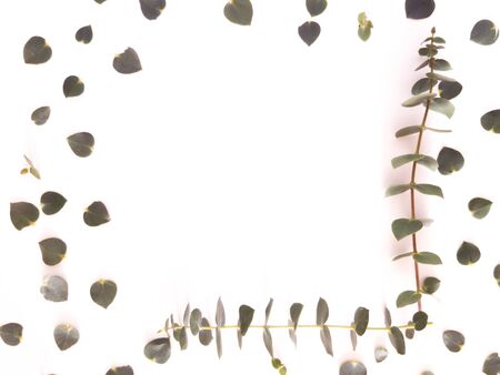 Top view of eucalyptus gunnii green leaves frame isolated on white background, flat lay, overhead view.の写真素材