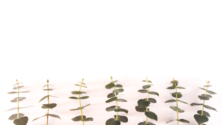 Top view of eucalyptus gunnii green leaves frame isolated on white background, flat lay, overhead view.の写真素材