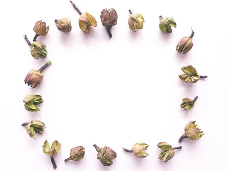 Top view of frame with green dried leaves, branches, inflorescence. Floral pattern isolated on white background, flat lay. Flowers frame wreath, view from aboveの写真素材